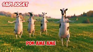 Sapi joget | Sapi lucu bikin tertawa lagu pok ame ame