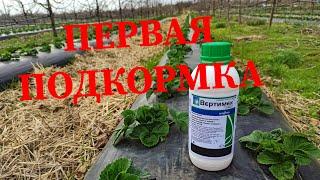 Первая подкормка клубники и обработка от клеща 