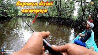 Didalam HUTAN BAKAU... Ternyata jadi sarang ikan GURIH...!!