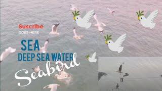 Seabird Marine Deep sea Birds || Deep sea water in Indian Ocean || #sea #seabirds