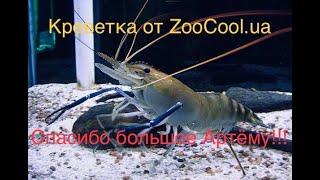 Креветка Розенберга. ZooCool.ua