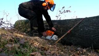 Tronçonnage d'un chêne de 90cm de diamètre avec Stihl 660 et guide de 63cm