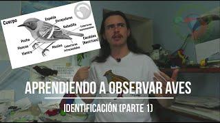 Aprendiendo a observar aves 1.2 | ¿Cómo las identifico? parte 1