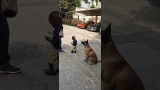 Kids and Protection Dogs