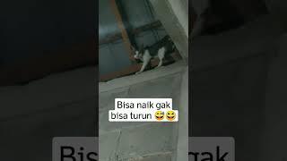 Kucing Nakal