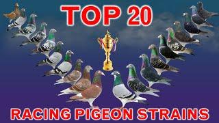 Top 20 Best Racing Pigeon Strains in the World | Popular Racing Pigeon Bloodlines
