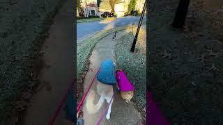 Random Cat Keeps Walking With Woman And Her Dogs | The Dodo