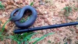 Stiletto Snake in Togo, Africa