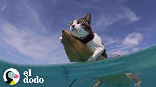 A este gato le encanta surfear con sus padres | El Dodo