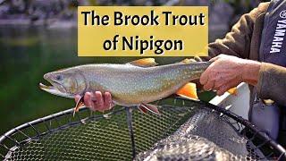 Epic Brook Trout of Nipigon