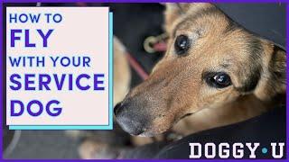 How to FLY with Your SERVICE DOG in 2024: A Service Dog Trainer's Guide to Airplane Travel