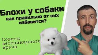 Как правильно бороться с блохами у собак