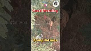 Good Morning Crowing Sound Effect | Rooster Voice Compilations #shorts #sound #morning @TheCatsAnd