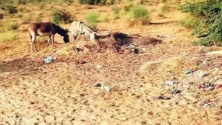 Male donkey meeting with Female donkey First time| Animal breading | Animal Meeting |