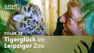 Ein neues Tiger-Baby ist geboren! (Folge 38) | Elefant, Tiger & Co. | MDR