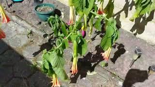 Time-lapse of wilted trumpet flowers perking up after watering