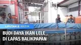 Warga Binaan Budi Daya Ikan Lele di Lapas | Liputan 6 Kaltim