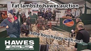 FAT lambs to hawes auction!! Was the boss happy ?? Mabel is engaged!!