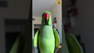 Smart Talking Bird