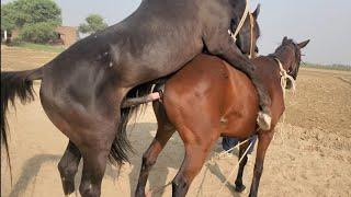 Horse Amazing Enjoyment Horses Mating First Time Female Horse Complete Breeding In SEASON BREEDS