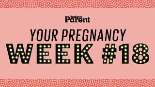 Your pregnancy: 18 weeks