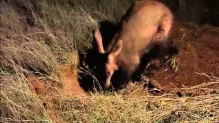 Wildlife Wonders- Aardvark