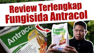 Jangan Salah Beli, Ini Kelebihan dan Kekurangan Fungisida Antracol - Propineb - Kontak - Pestisida