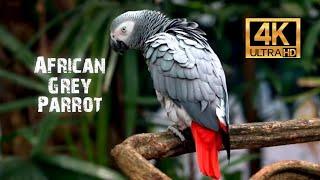 African grey parrot 4K