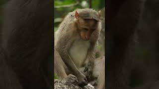 Monkey masturbating video | Male Monkey Masturbation |Cool Monkey At His Self Enjoyment Mood |