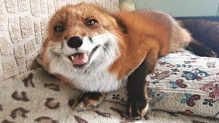 Excited Fox Noises - Fox Laughing and Squeaking