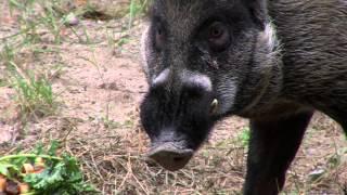 Zoo View Visayan Warty Pigs - Cincinnati Zoo