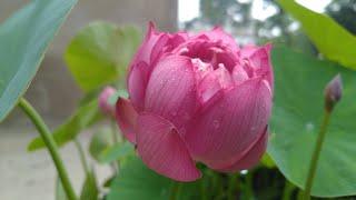 How to Grow Lotus Plant at Home. Liang Li Micro VARIETY. FULL UPDATES.