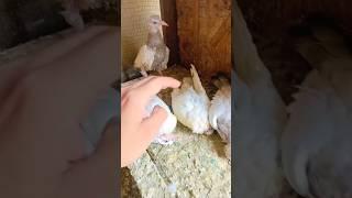 chicken pox mare baby pigeon  #sad #sadpigeone #viral #shortsfeed #shortsvideo #shorts