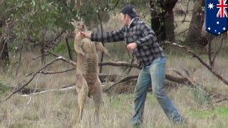 Pria memukul kanguru untuk menyelamatkan anjingnya - Tomonews