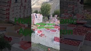 Hurling organic apples spiti Himachal Pradesh