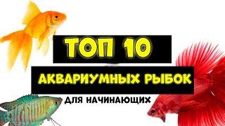 Топ 10 аквариумных рыбок для начинающих