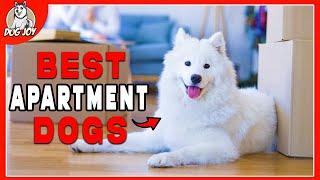 Small Space, Big Heart: Best Dogs for Apartments