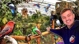 GIANT Rainforest Bird Aviary at Chester Zoo