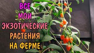 ВСЕ МОИ ЭКЗОТИЧЕСКИЕ РАСТЕНИЯ НА ФЕРМЕ