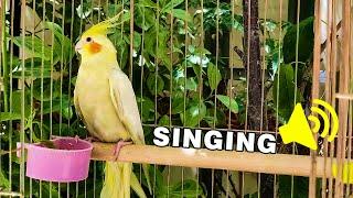 Mati cockatiel bird singing in nature 