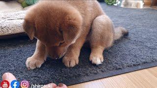 eating kibbles from my hand