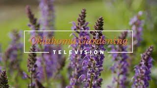 Spring Dreaming on the Best of Oklahoma Gardening November 16, 2024