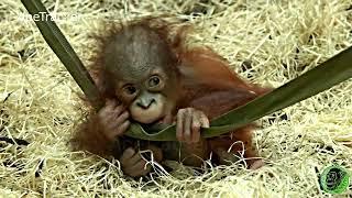 Baby Orangutan Jarang Gets Himself A Feed #heartwarming