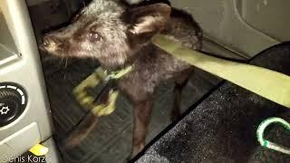 Silver Fox in the car. Cats triplets  @DenisKorza #fox #foxspirit #cat #greyhounds #animals