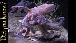 Octopus – How a Giant Pacific Octopus Eats