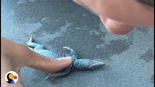 Drowning Lizard Gets CPR From Kind Woman | The Dodo