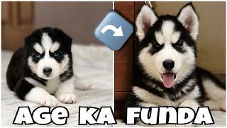 Chota husky puppy V/s Barha husky puppy, kon pure hai??