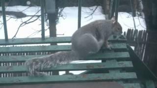 The world's itchiest Squirrel