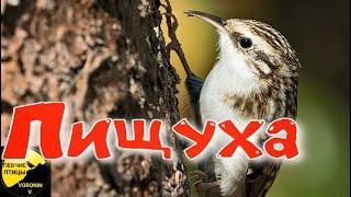 Обыкновенная пищуха описание и факты Certhia familiaris,Treecreeper