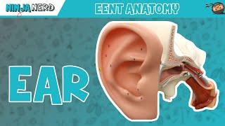 Special Senses | Ear Anatomy | Model